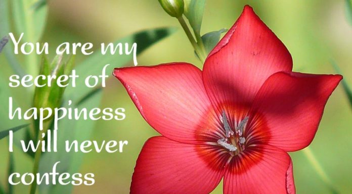 Love messages for your wife