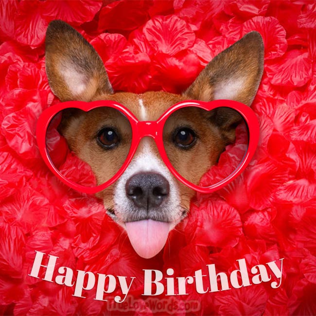 Funny Dog Wishing Happy Birthday